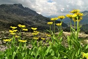 65  Doronico sui macereti al Passo della Portula con vista in Cabianca